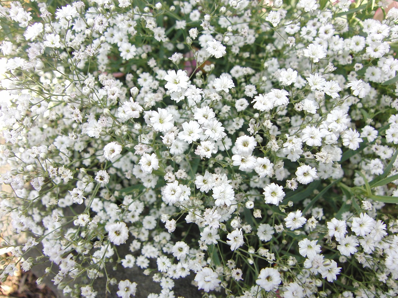 Velo da sposa gypsophila