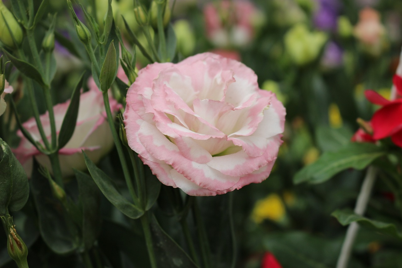 Lisianthus delicati in una composizione