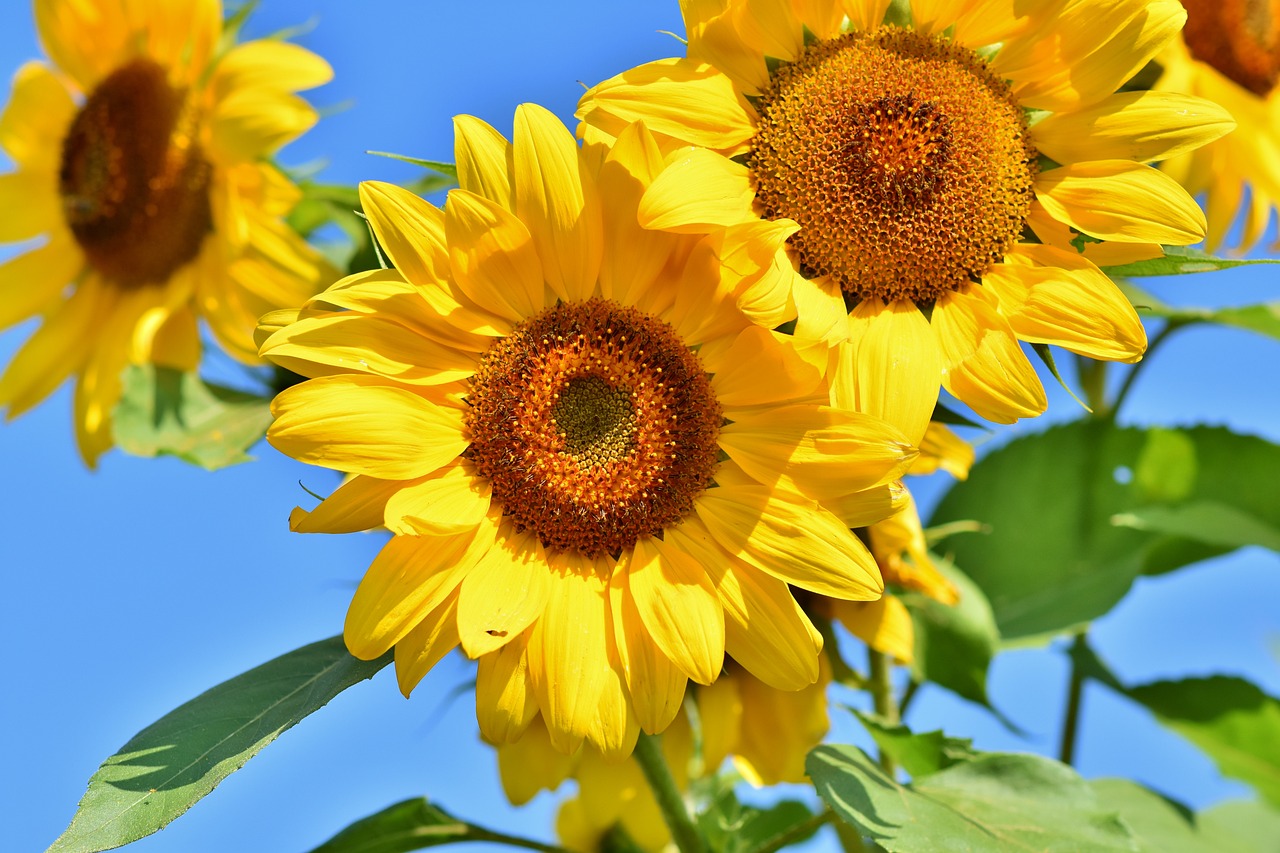 Girasoli in decorazioni rustiche