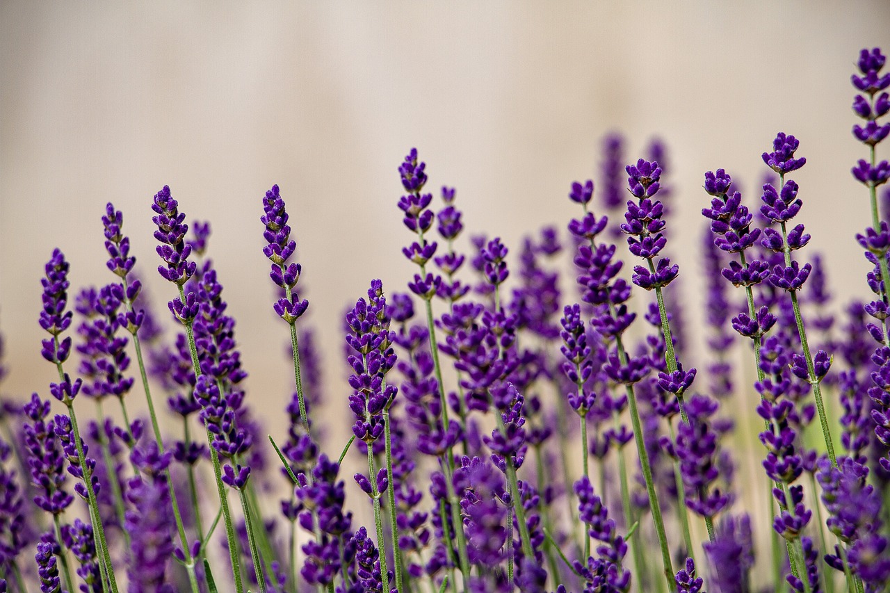 Mazzo di lavanda per un matrimonio rustico