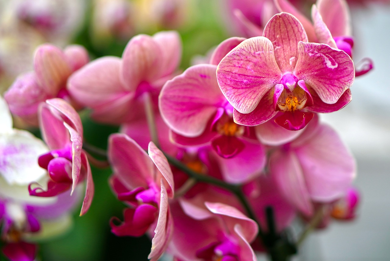 Orchidee per un matrimonio elegante