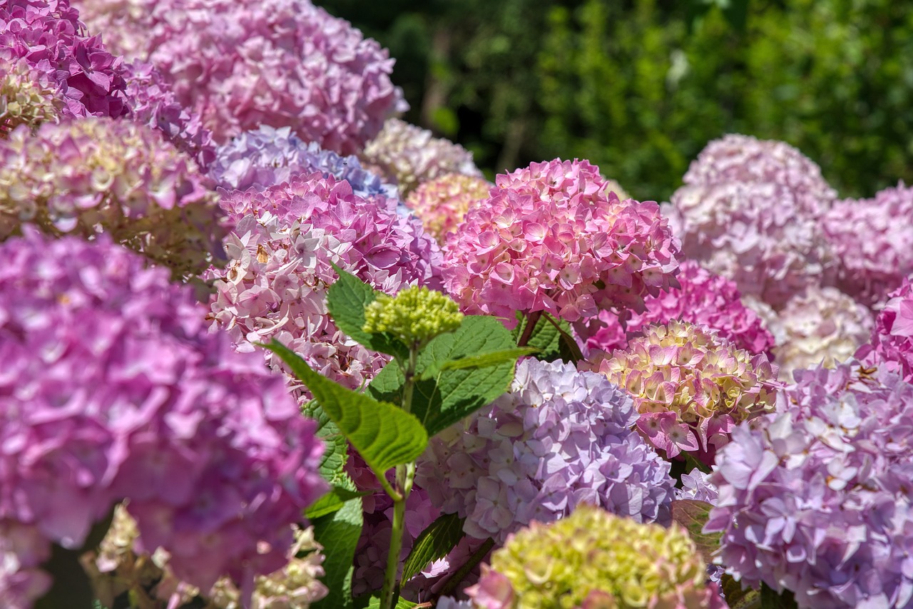 Composizione floreale con ortensie