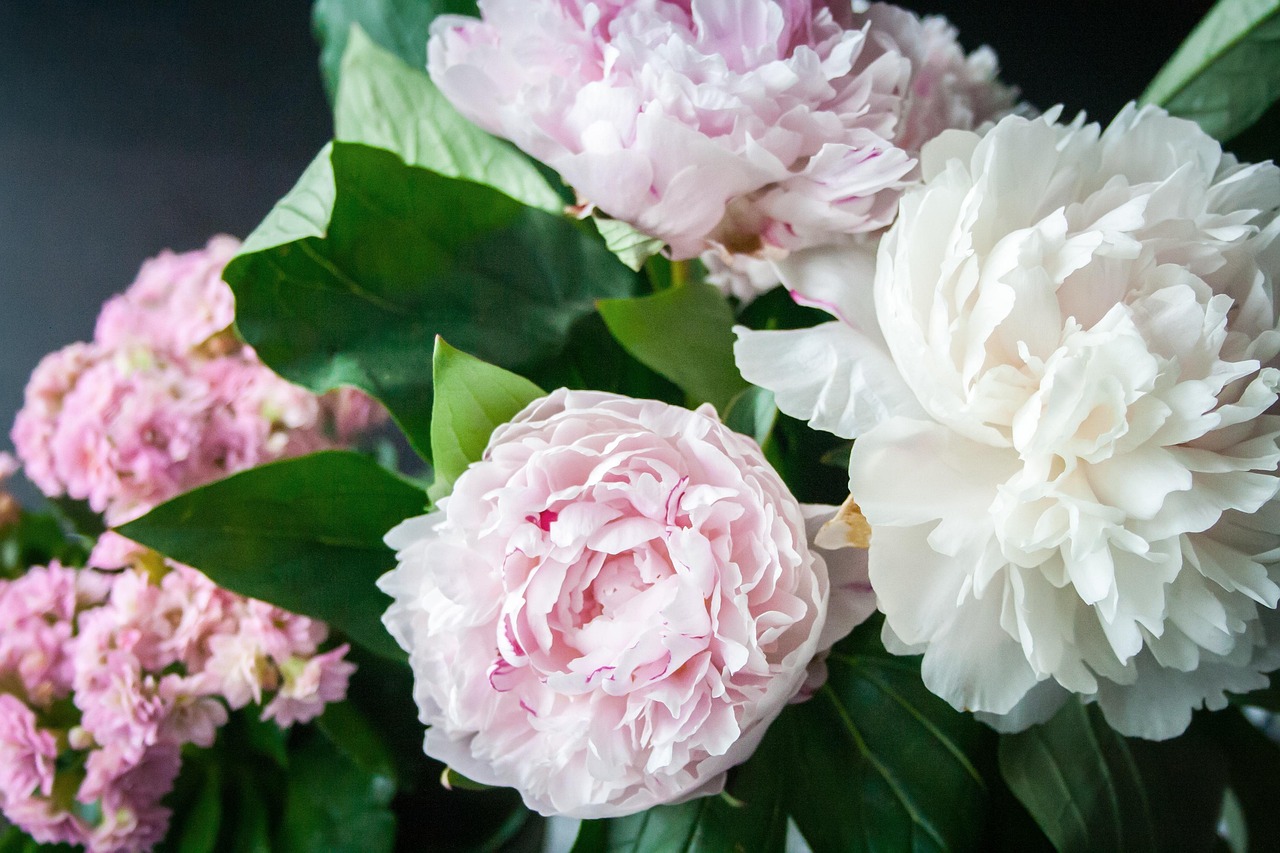 Peonie in un bouquet nuziale