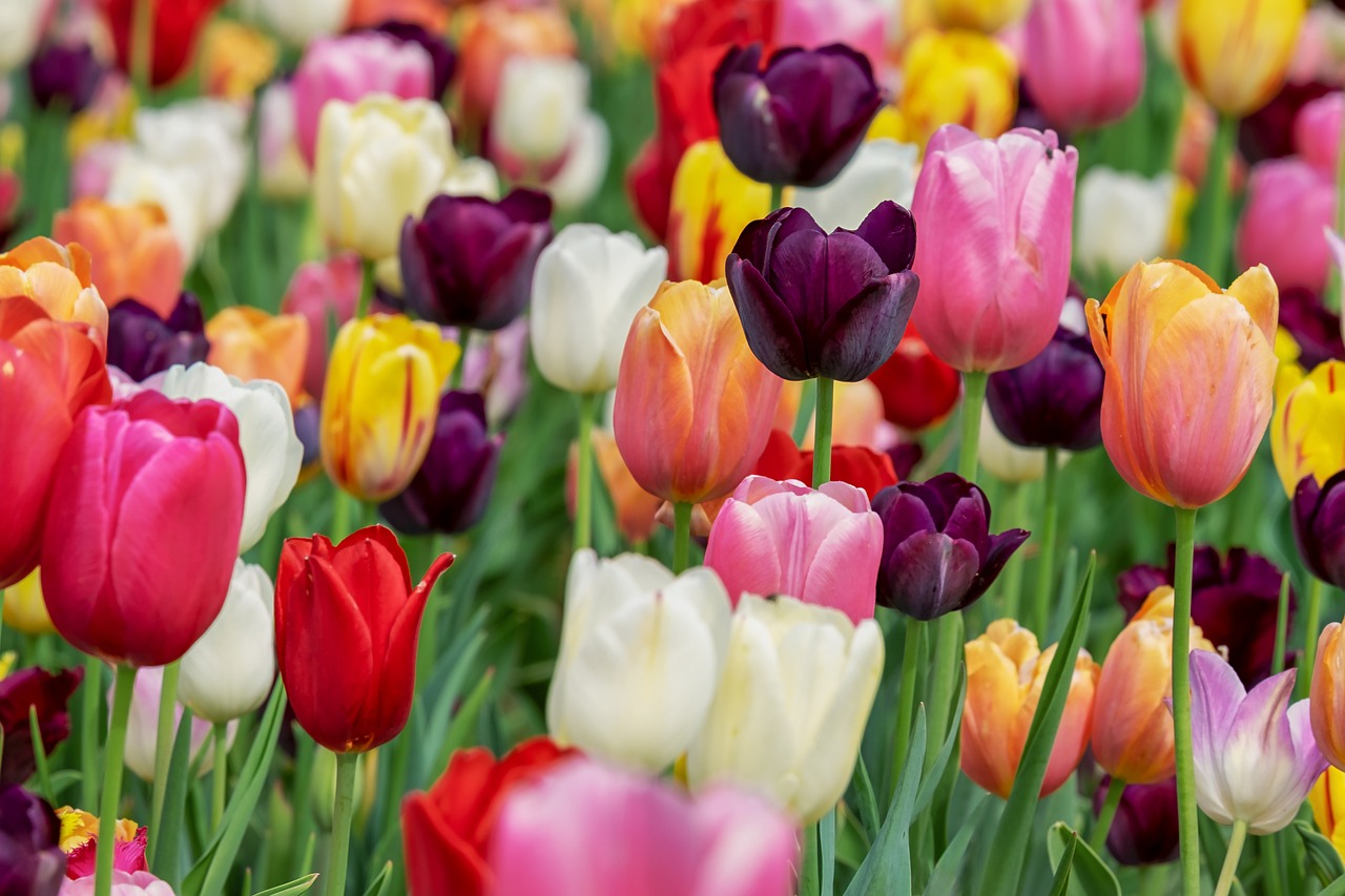 Tulipani eleganti per un matrimonio